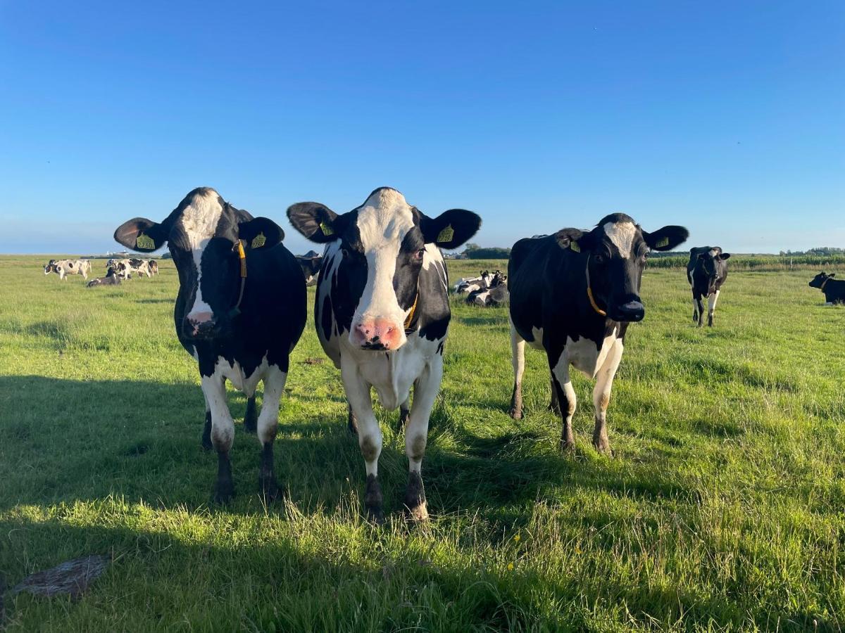 Johanneshoeve - De Mooiste Plek Op Texel デン・ホールン エクステリア 写真